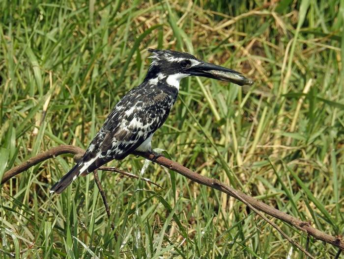 Pied Kingfisher © Dorril Polley