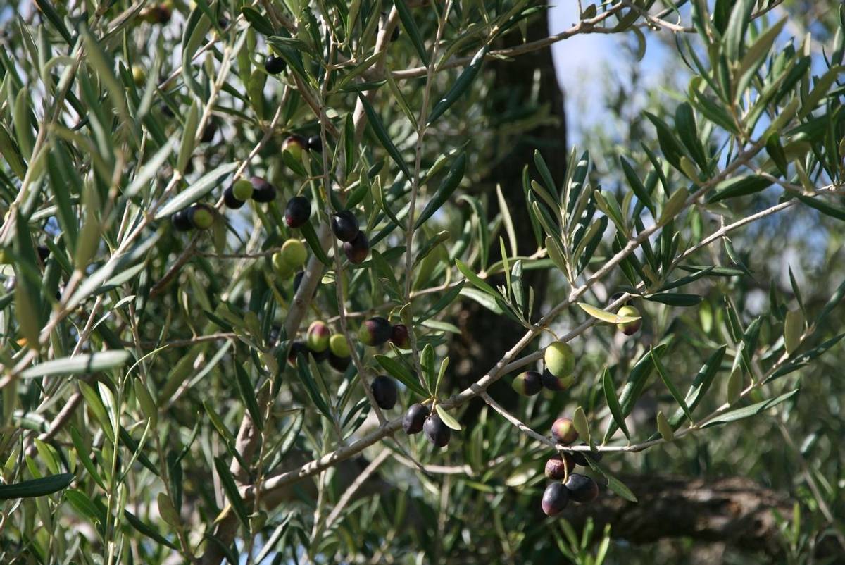 Olive_Tree.JPG