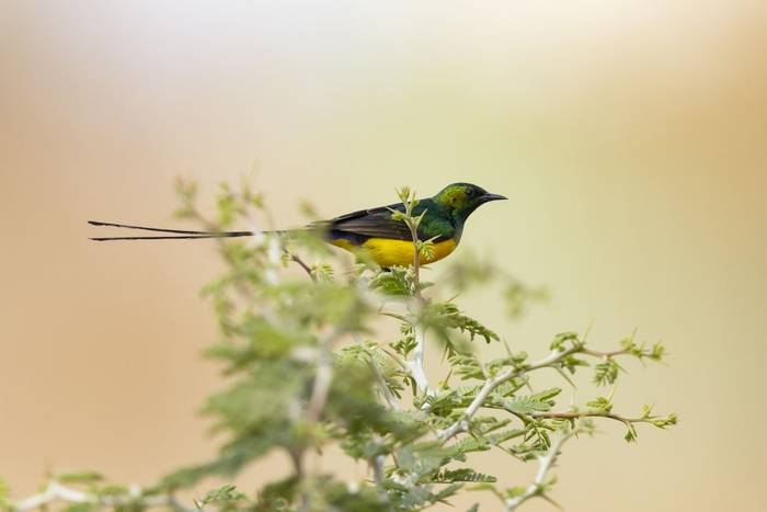 pygmy sunbird_3R52212.jpg