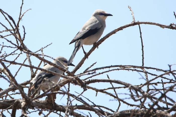 Stresemann's Bush-crow © Tim Young, November 2025 tour.JPG