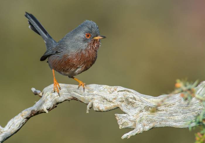 Dartford Warbler shutterstock_1036471738.jpg