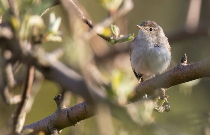 Eastern Bonelli's Warbler © Chris Griffin, May 2025.jpg
