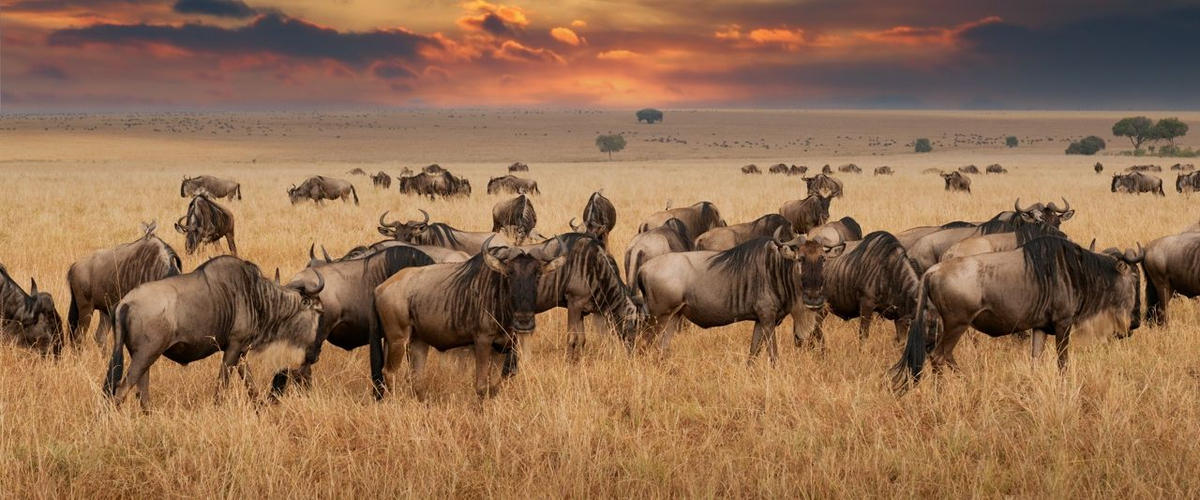 A Guide to the Great Migration