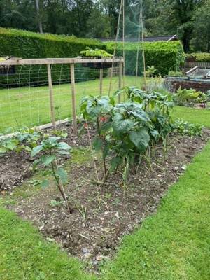 The veg gardens at Derwent Bank