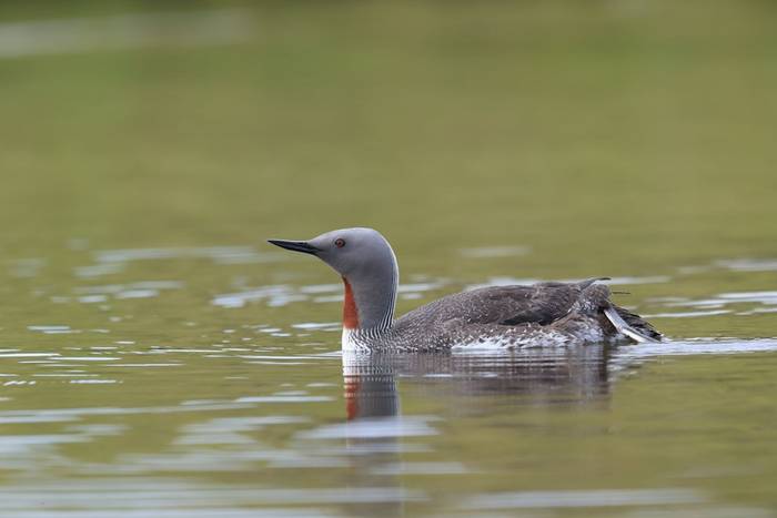 Red throated diver shutterstock_570994555.jpg