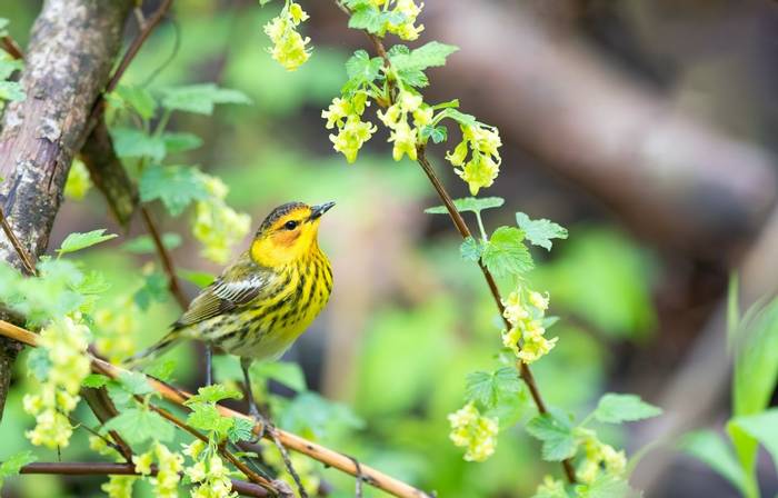 Cape May Warbler, Ohio shutterstock_2006832428.jpg