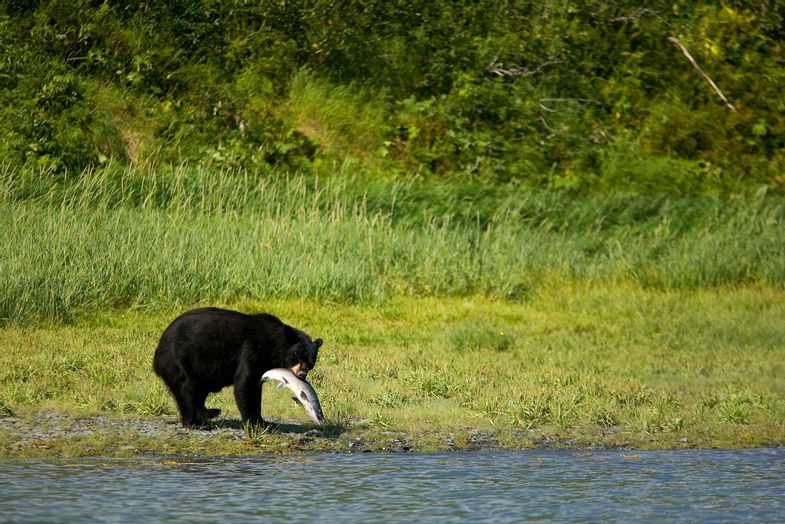 alaska-wildland-adventures-coast-to-denali-Black-Bear-Pedersen-Lagoon-Wildlife-Sanctuary.jpg