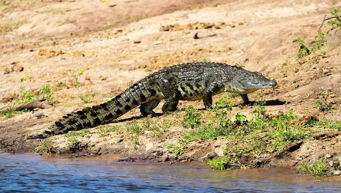 Nile Crocodile © Neil Macleod