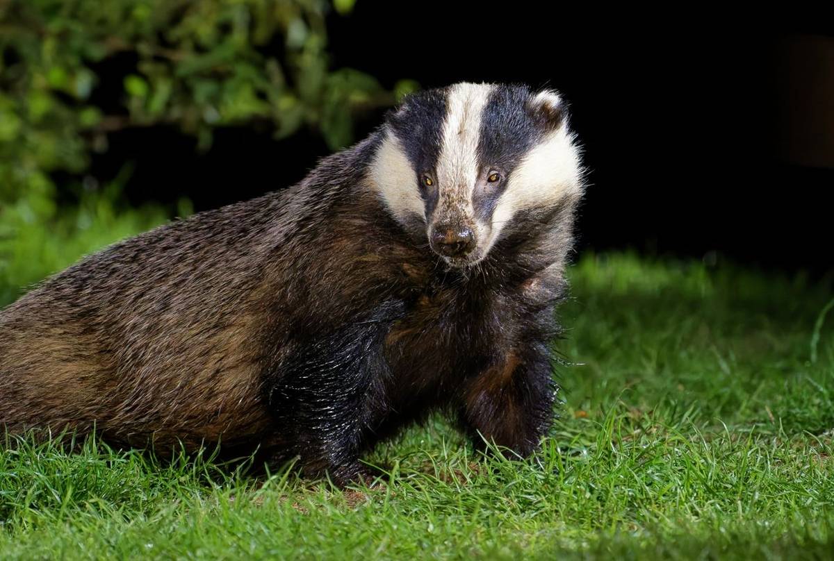 Badger (Alan & Anne Smith - 2022 tour).jpg