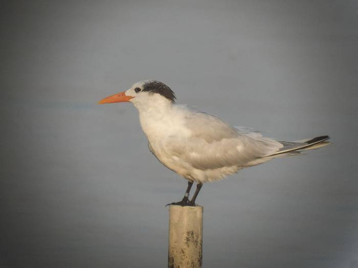 American Royal Tern