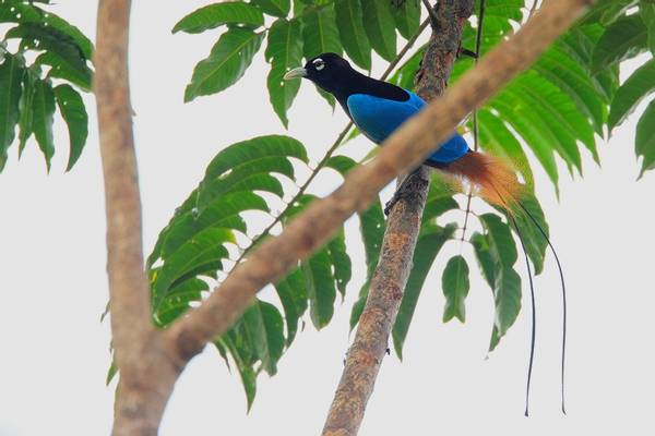 Blue Bird Of Paradise Shutterstock 379396633