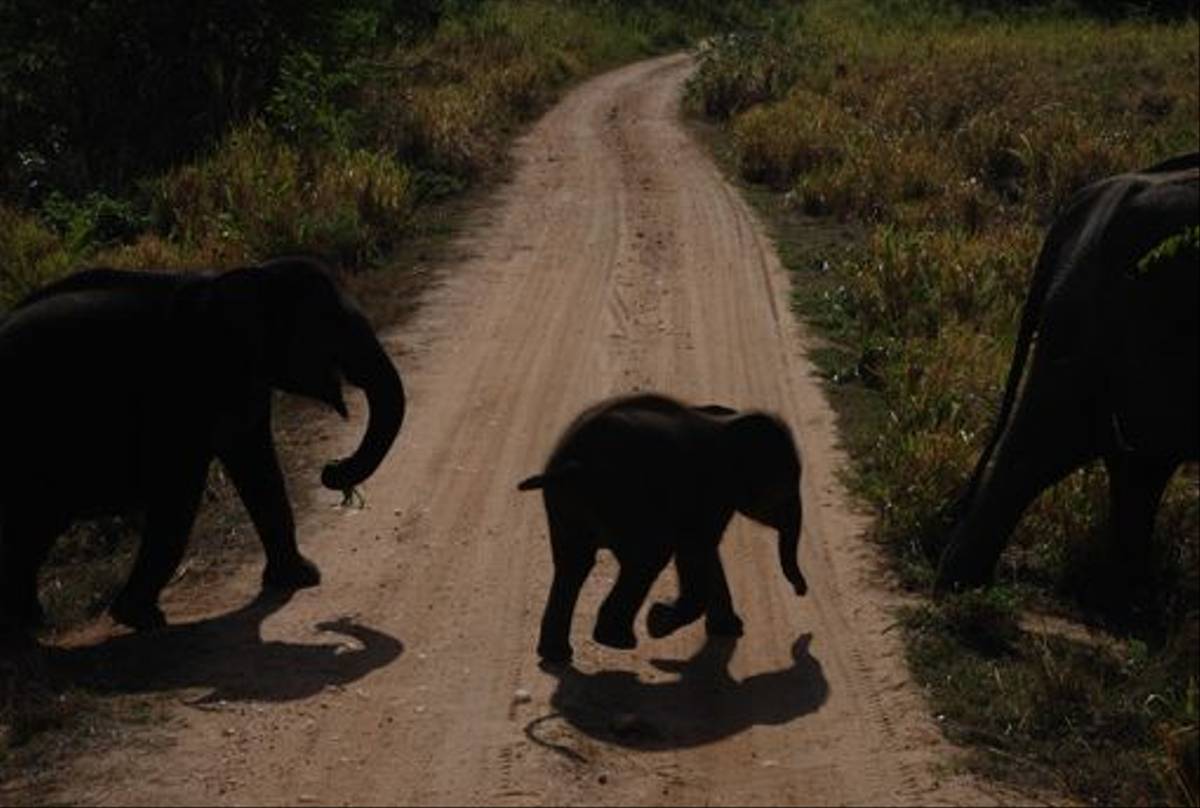 Asian Elephants, Uda Walawe National Park (Thomas Mills)