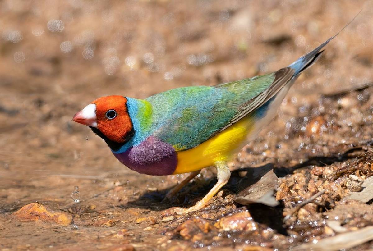 Gouldian Finch