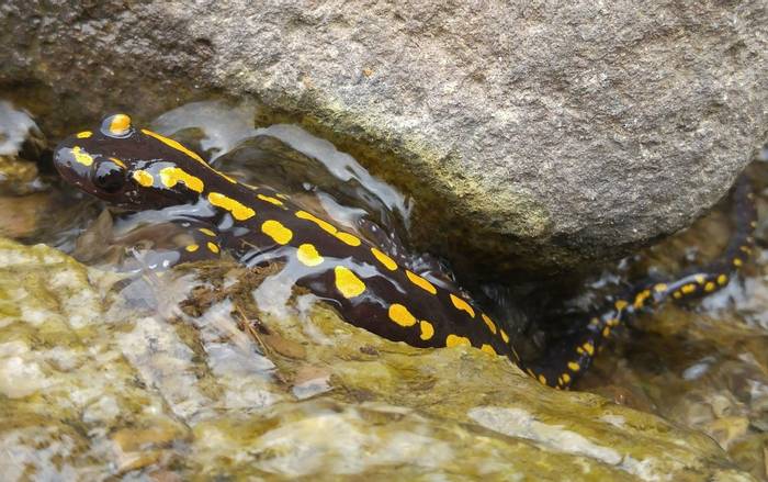 Caucasian Salamander (Mertensiella caucasica) © Giorgi Iankoshvili