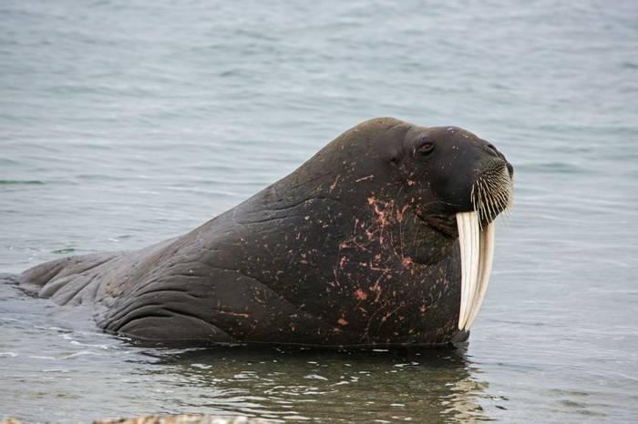 Walrus (Robin Couchman)