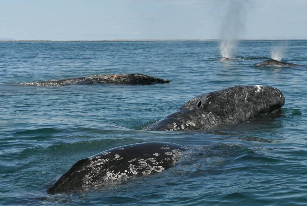 Grey Whale pod (Tim Melling) .jpg