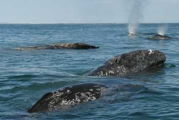 Grey Whale pod (Tim Melling) .jpg