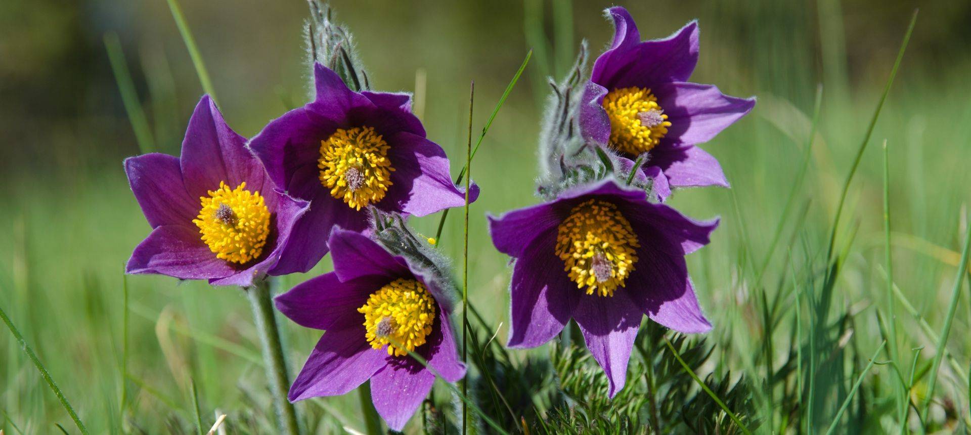 Sweden Spring Birds Flowers Of Oland Naturetrek