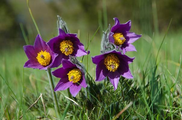 Pasqueflower, Oland, Sweden Shutterstock 274276589