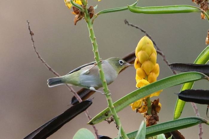 Abyssinian White-eye © Tim Young, November 2024 tour