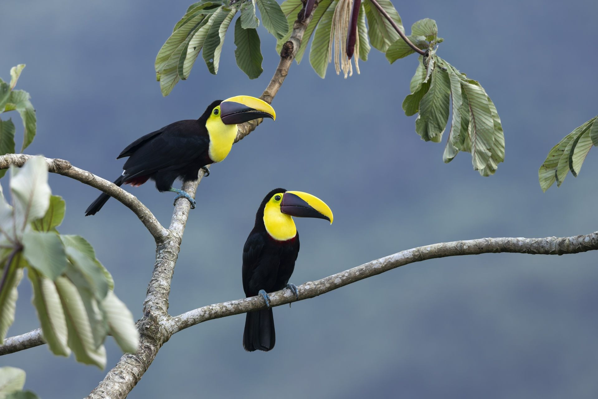 Costa Rica – A Wildlife Photography Tour – Gallery
