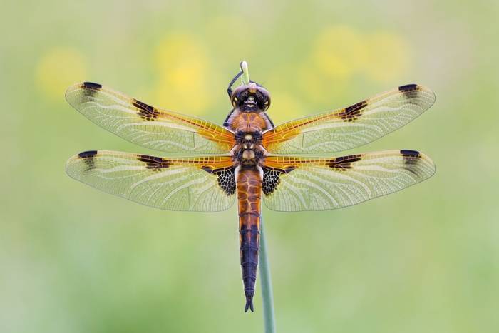 Foure-Spotted Chased (Libellula quadrimaculata)