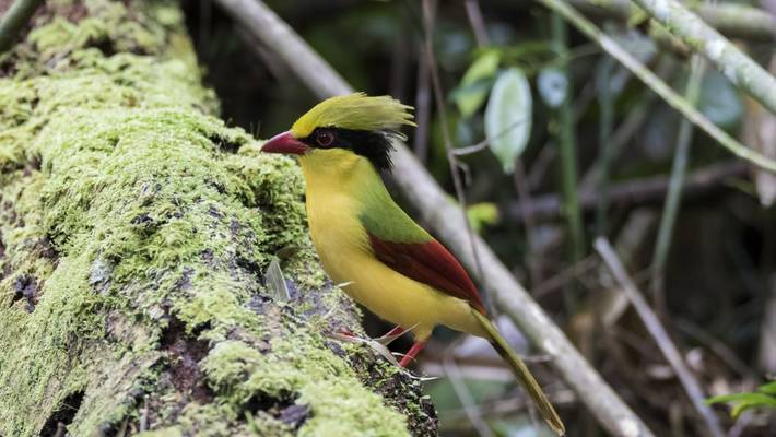 Indochinese Green Magpie, Vietnam shutterstock_702845797.jpg