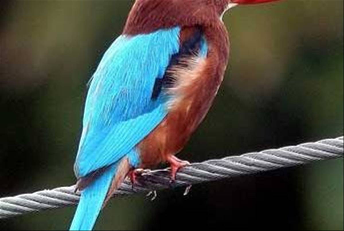 White-throated Kingfisher (S. Y. Phanich)
