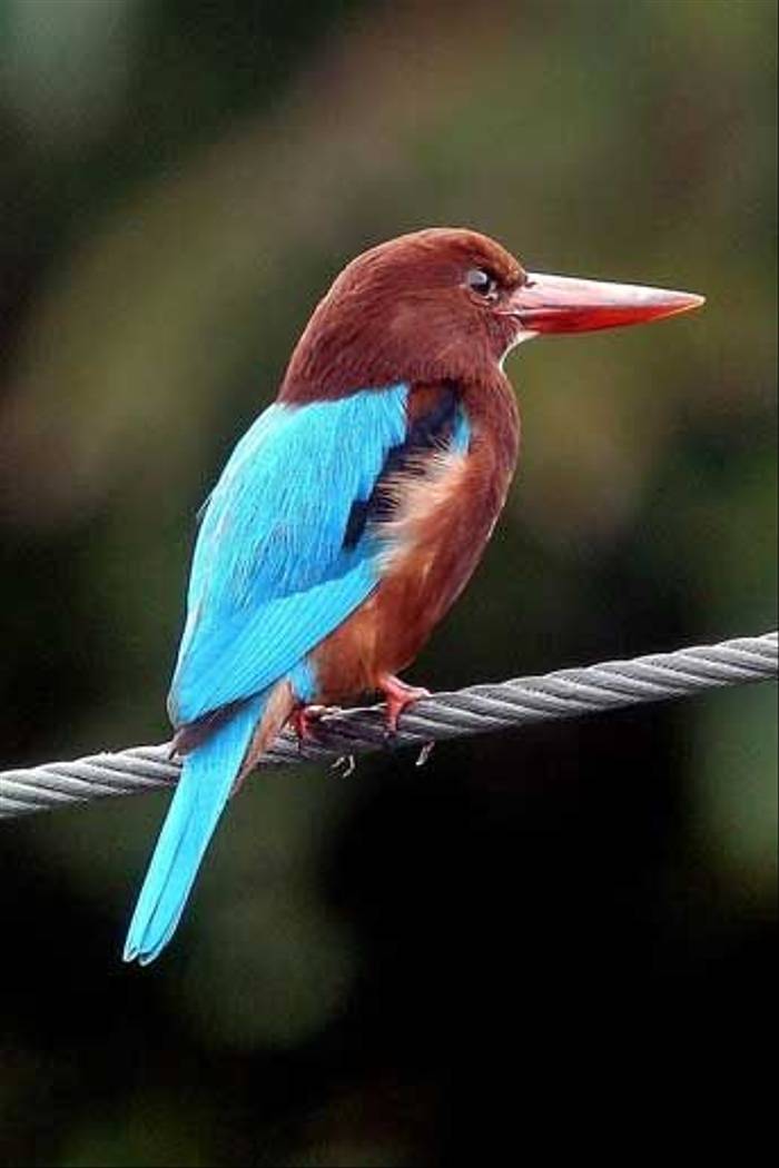 White-throated Kingfisher (S. Y. Phanich)