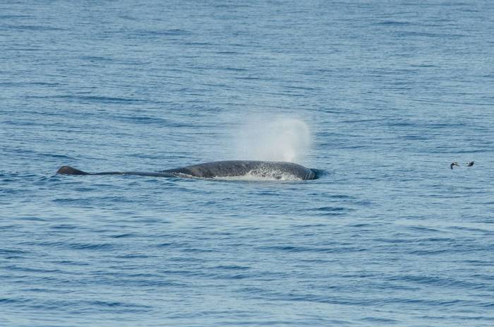 Sperm Whale (Tim Melling).jpg