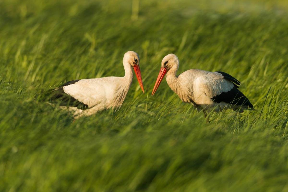 White Storks, Austria Shutterstock 316614002
