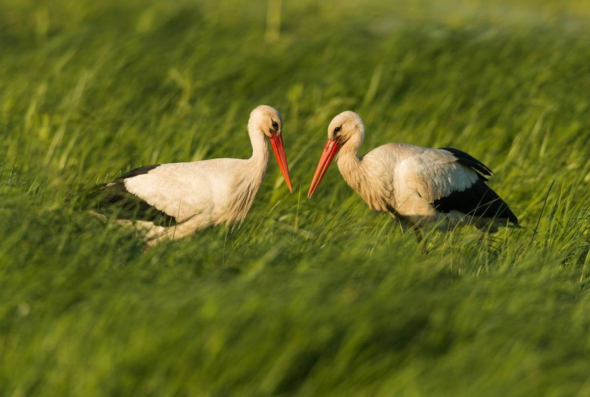 White Storks, Austria Shutterstock 316614002