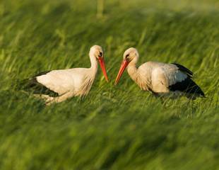 Austria's Steppes & Wetlands