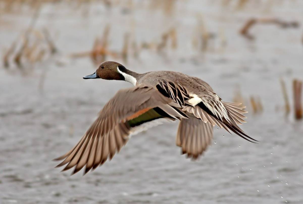 Northern Pintail