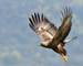 Golden Eagle in Flight