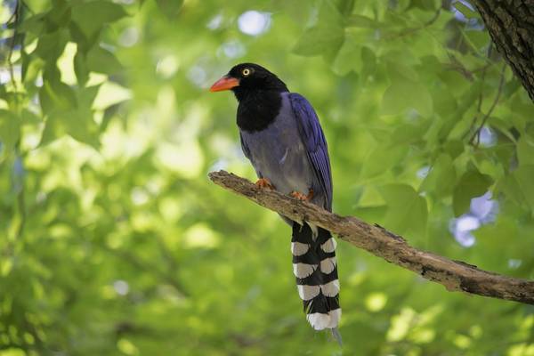 Wildlife Holidays in Taiwan for 2022/23 - Naturetrek