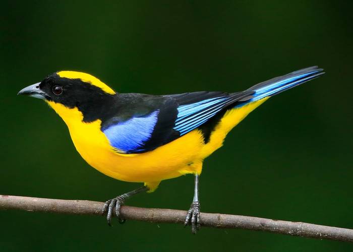 Blue-winged Mountain Tanager by Christine Miller