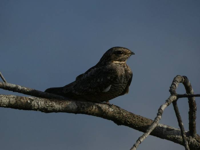 Lesser Nighthawk.JPG