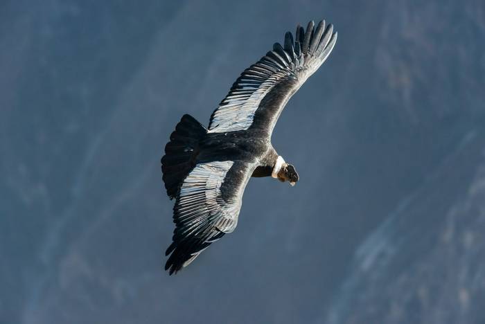 Andean Condor shutterstock_256033969.jpg
