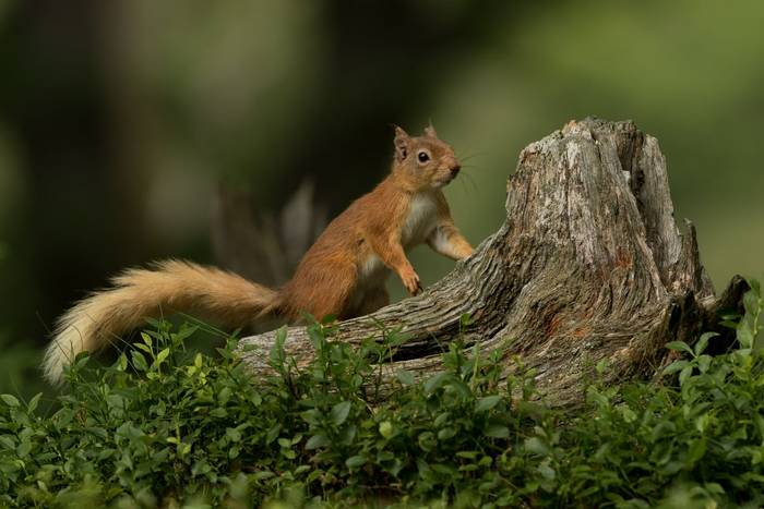 Red Squirrel