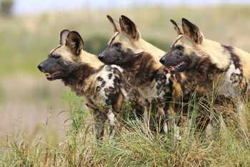 Botswana (Wild Dogs)