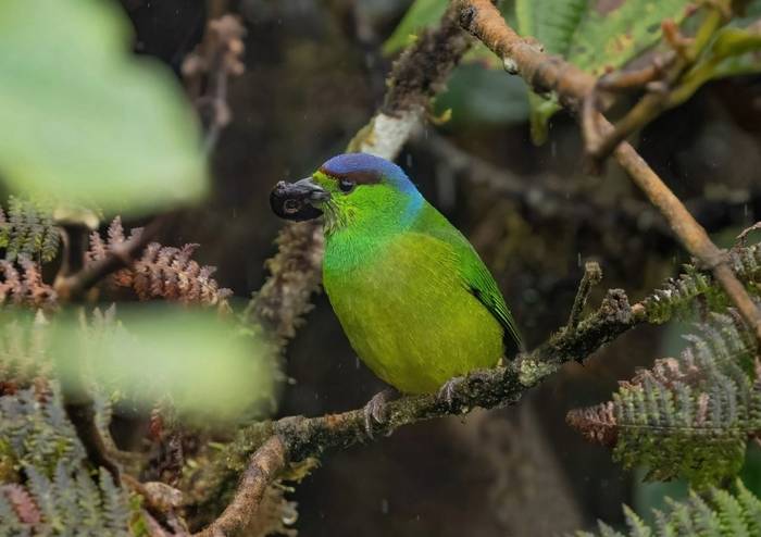 Chestnut-breasted Chlorophonia (Ian Hilton).jpg