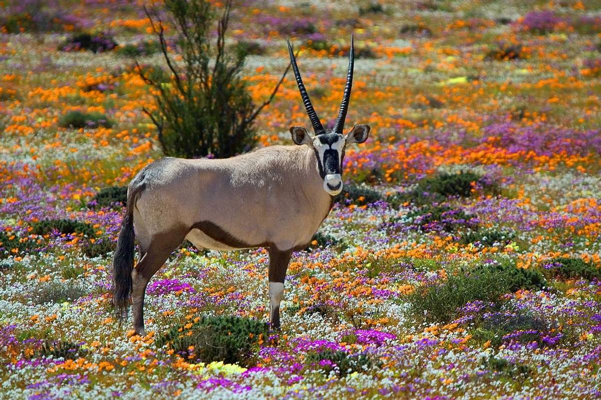 Namaqualand South Africa Shutterstock 96690244