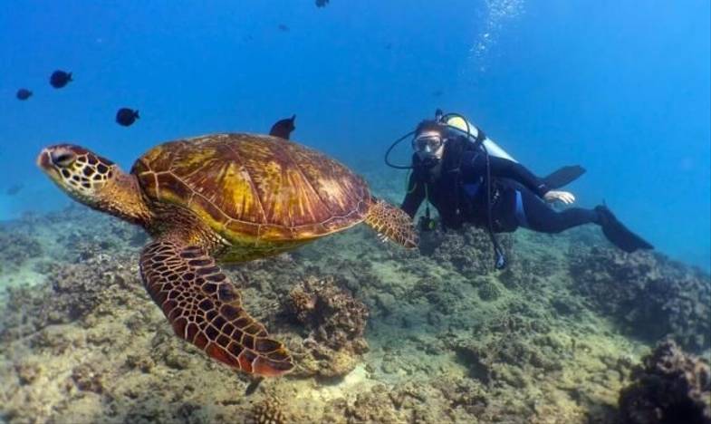 Turtle Bay Resort - Diving.jpeg