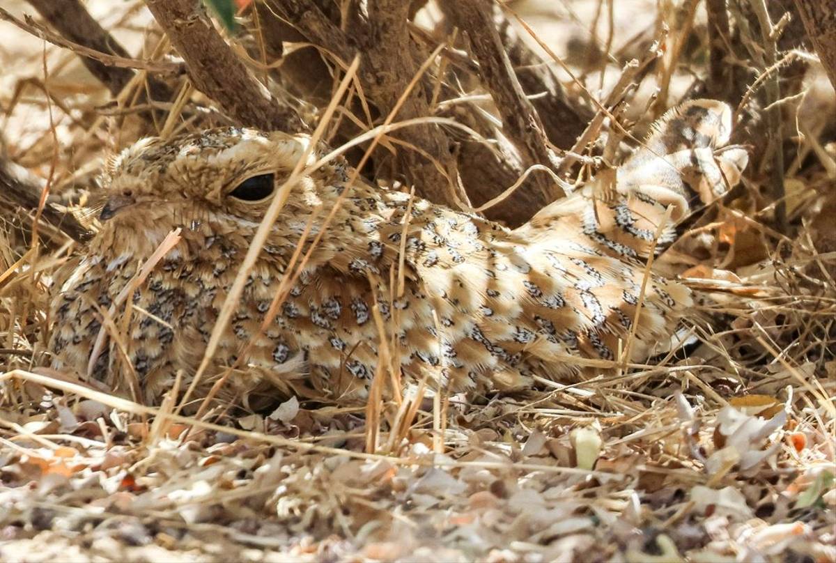 Golden Nightjar, Marcus John.jpg