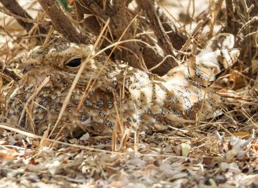 Senegal - Birding the Sahel