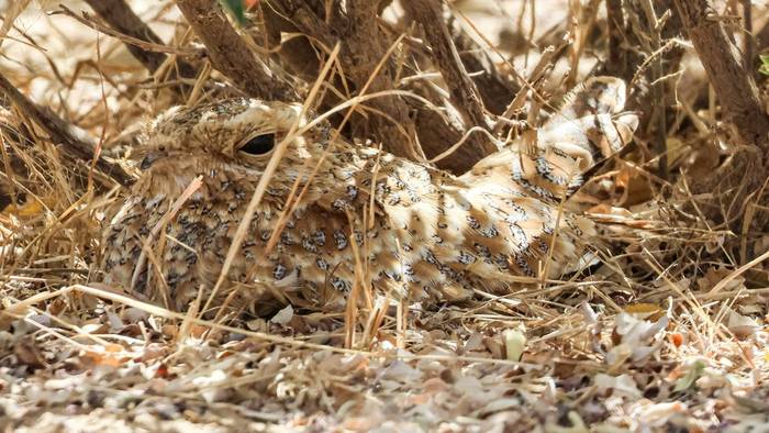 Golden Nightjar, Marcus John.jpg