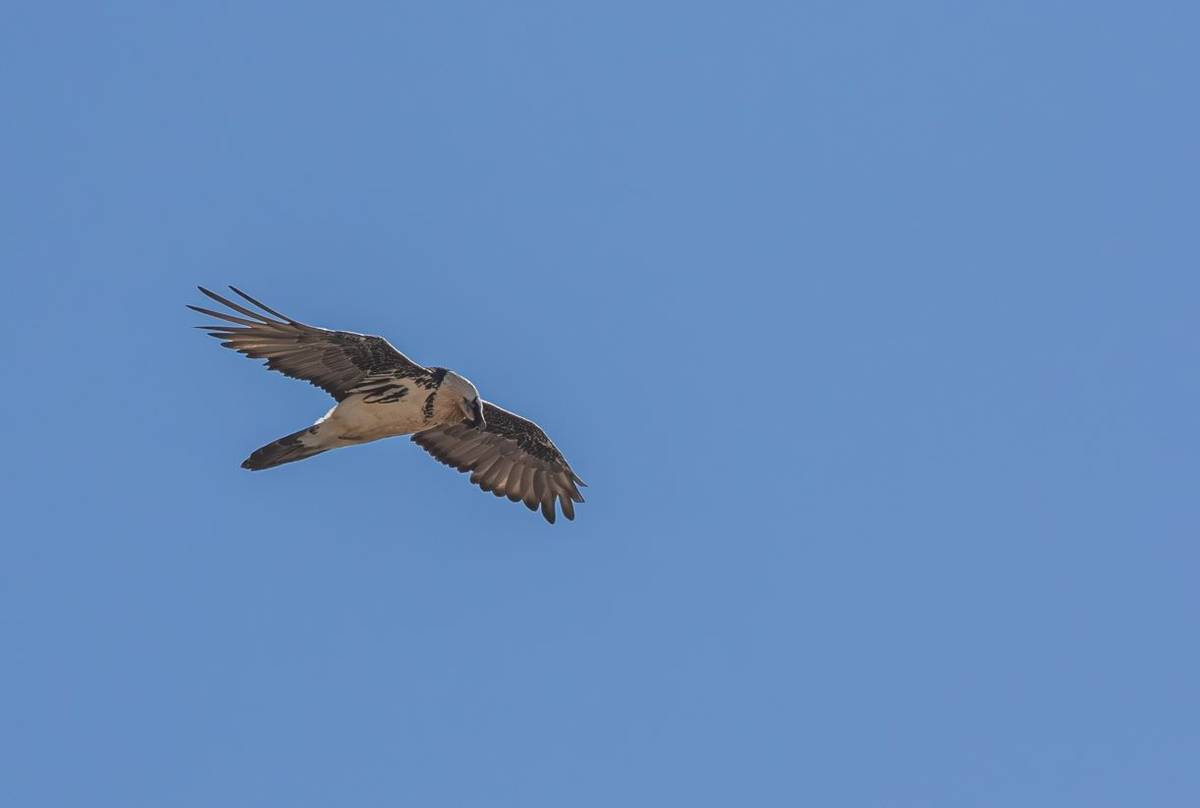 Bearded Vulture (Matthew Capper)