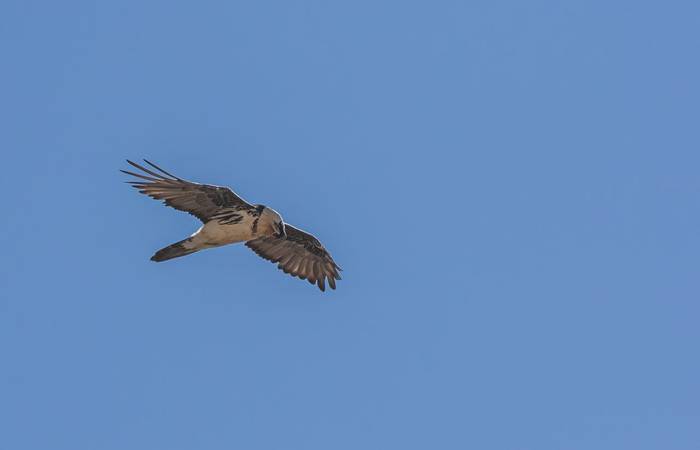 Bearded Vulture (Matthew Capper)