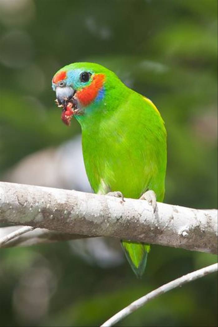 Double-eyed Fig Parrot male (Keith & Lindsay Fisher)